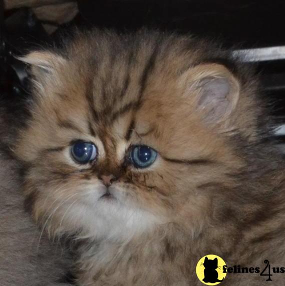 Persian Kittens
