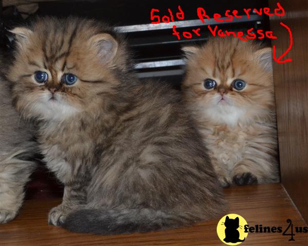 Kittens for Sale