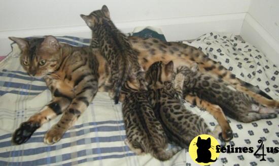 Bengal Kittens in Tennessee