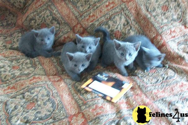 Russian Blue Kittens