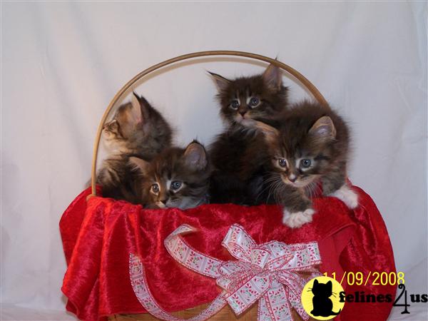 Maine Coon Kittens