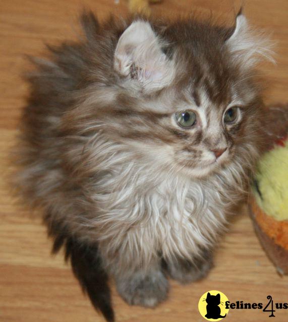 Free Kittens
