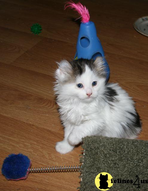 Free Kittens