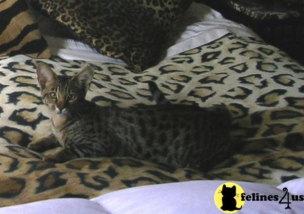 Kittens for Sale in Colorado