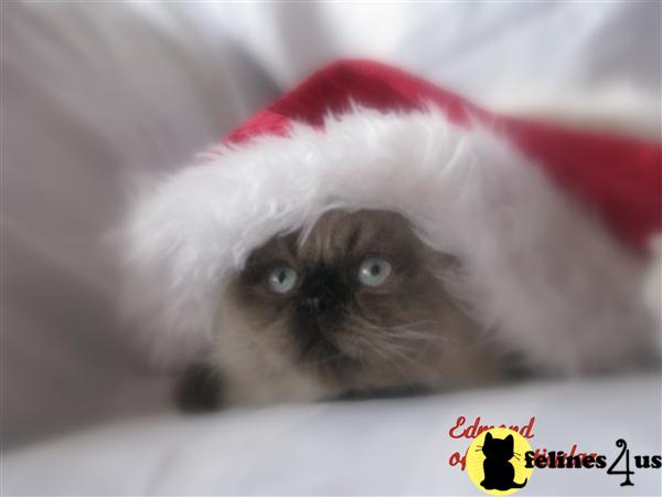 Himalayan Kittens