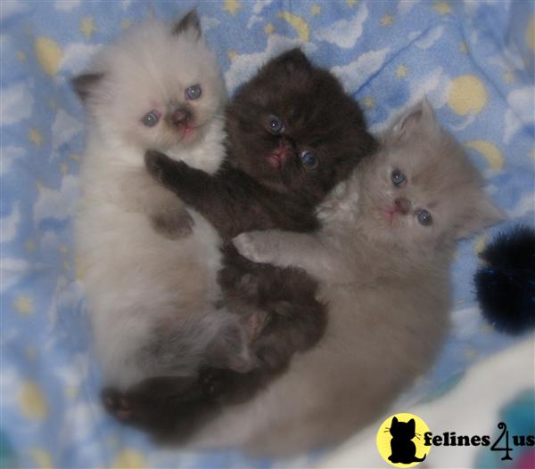 New Persian Chocolate Babies