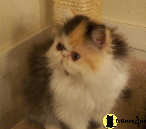 Persian Kittens