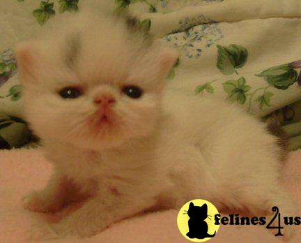 Persian Kittens