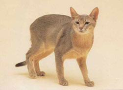 Abyssinian Cat Breed