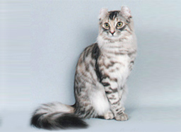 American Curl Cat Breed