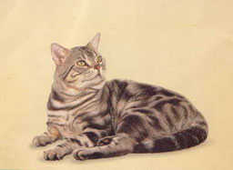 American Shorthair Cat Breed