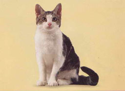 American Wirehair Cat Breed
