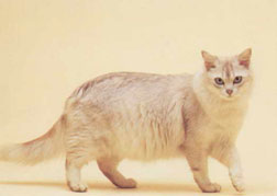 Asian Longhair-Tiffany Cat Breed
