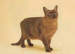 Asian Smoke Tabby Cat Breed
