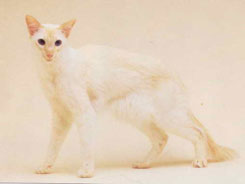 Balinese Cat Breed