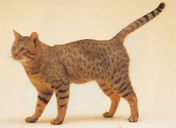Bengal Cat Breed
