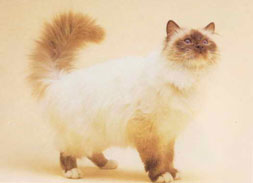 Birman Cat Breed