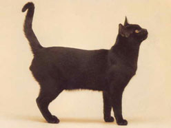 Bombay Cat Breed