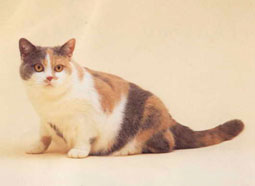 British Shorthair Cat Breed