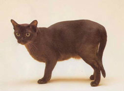 Burmese Cat Breed