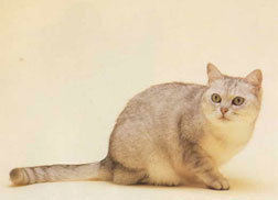 Burmilla Cat Breed