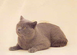 Profil de race de chat de Chartreux