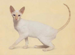 Color point Cat Breed