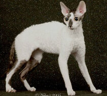 Cornish Rex Cat Breed