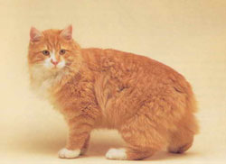 Cymric Cat Breed