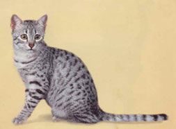 Egyptian Mau Cat Breed