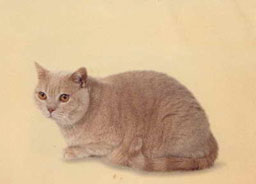 European Shorthair Cat Breed