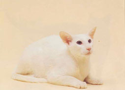 Foreign White Cat Breed
