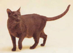 Havana Brown Cat Breed