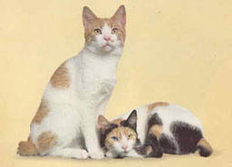 Japanese Bobtail Cat Breed