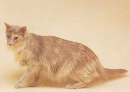 Javanese Cat Breed