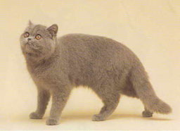 Exotic Shorthair Cat Breed