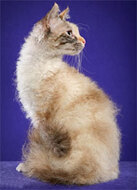 LaPerm Cat Breed