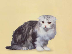 Longhair Scottish Fold Cat Breed