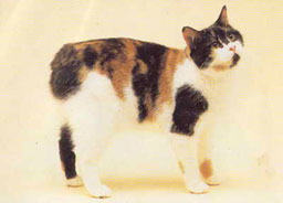 Manx Cat Breed
