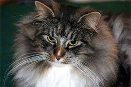 Norwegian Forest Cat Cat Breed