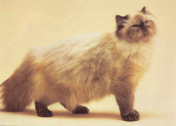 Persian Cat Breed