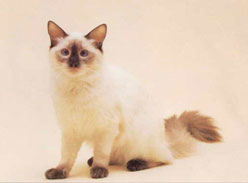 Ragdoll Cat Breed
