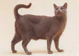 Russian Blue Cat Breed