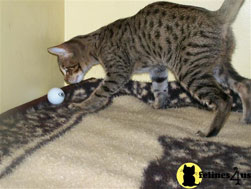 Savannah Cat Breed
