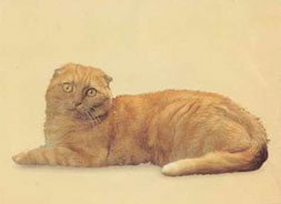 Scottish Fold Cat Breed