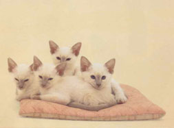 Siamese Cat Breed