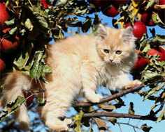 Siberian Cat Breed