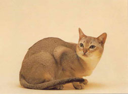 Singapura Cat Breed