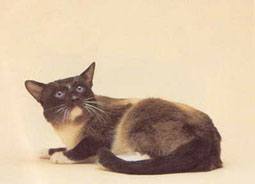 Snowshoe Cat Breed