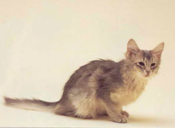 Somali Cat Breed